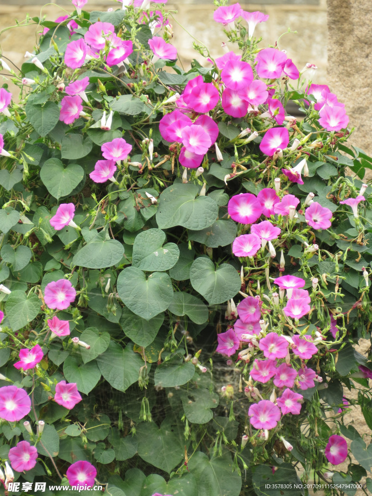 牵牛花
