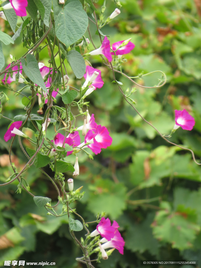 牵牛花