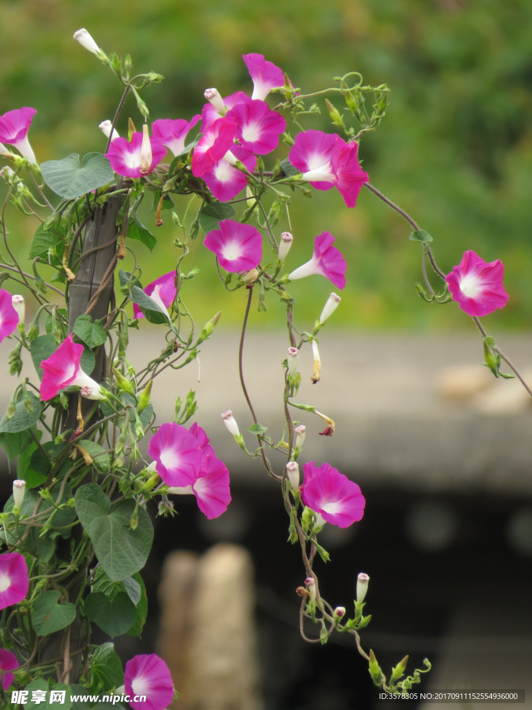 牵牛花