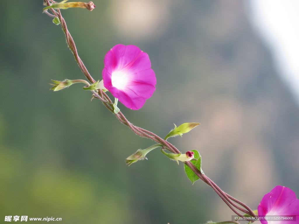 牵牛花