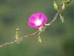 牵牛花