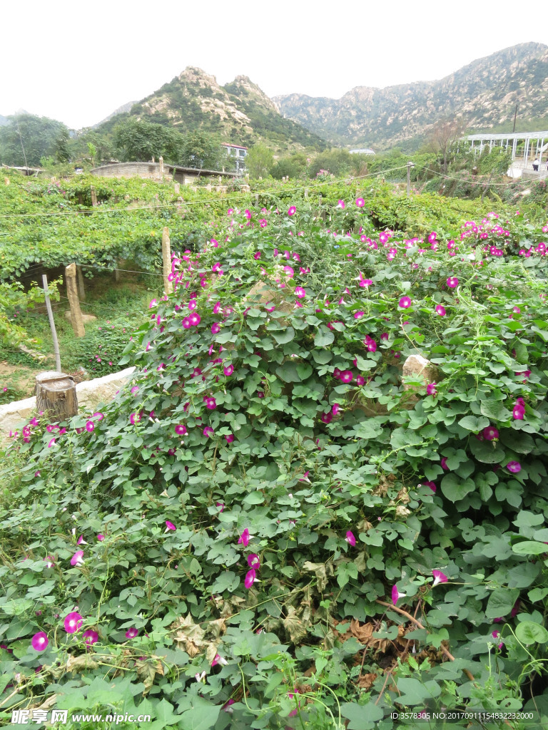 牵牛花