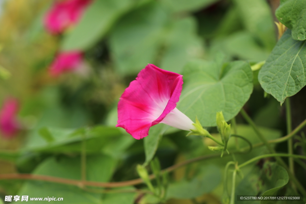 红色牵牛花