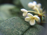 桂花