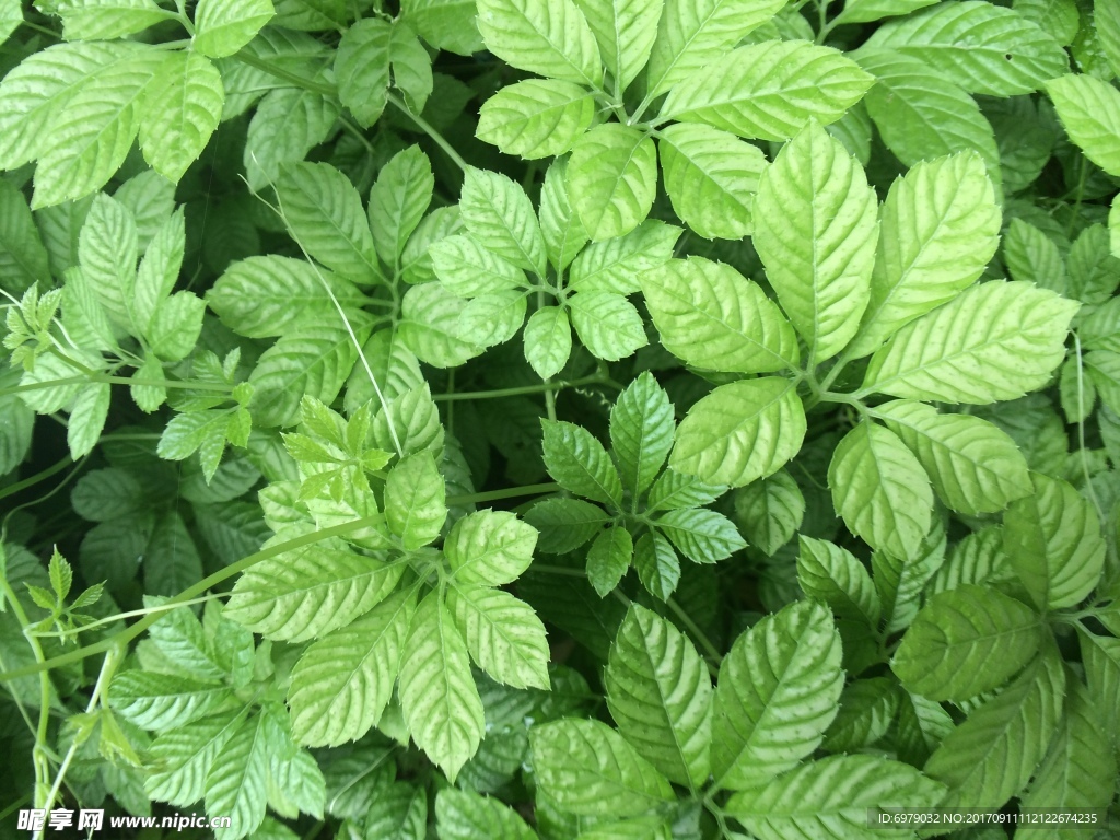 绞股蓝