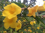 黄花