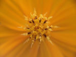 花蕊