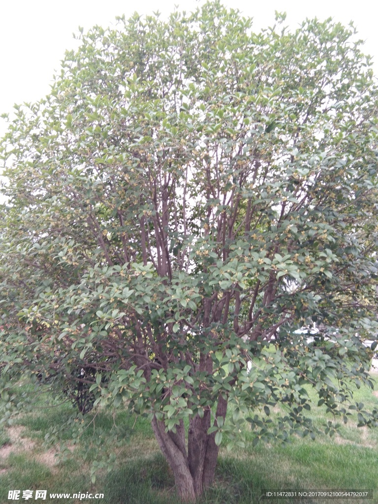 桂树