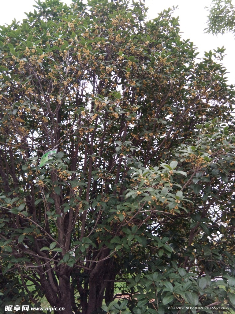 桂树