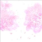 PSD分层樱花