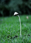 草地 蘑菇