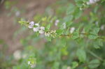 野薄荷