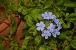 蓝雪花