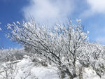 雪