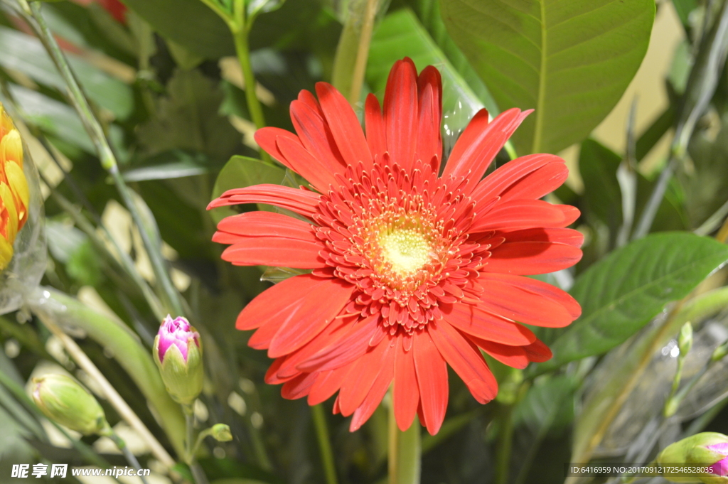 菊花