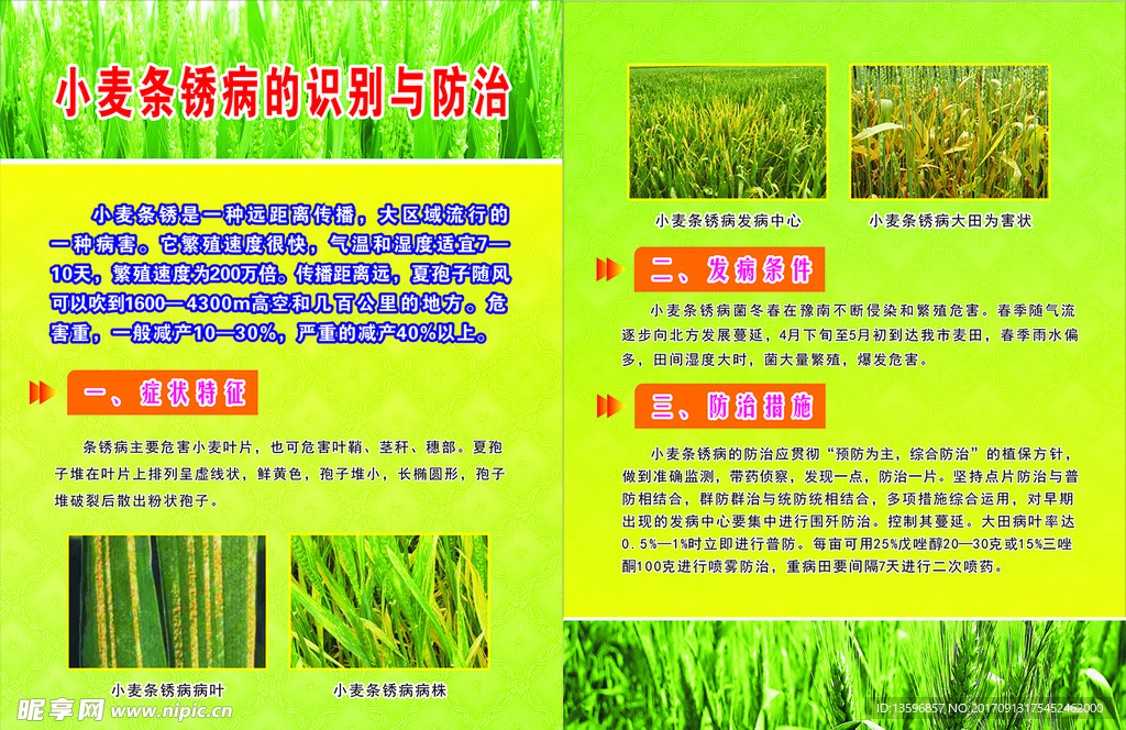小麦条锈病