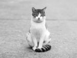 猫
