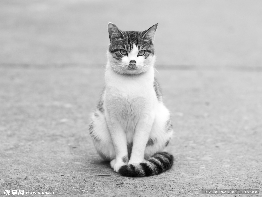 猫