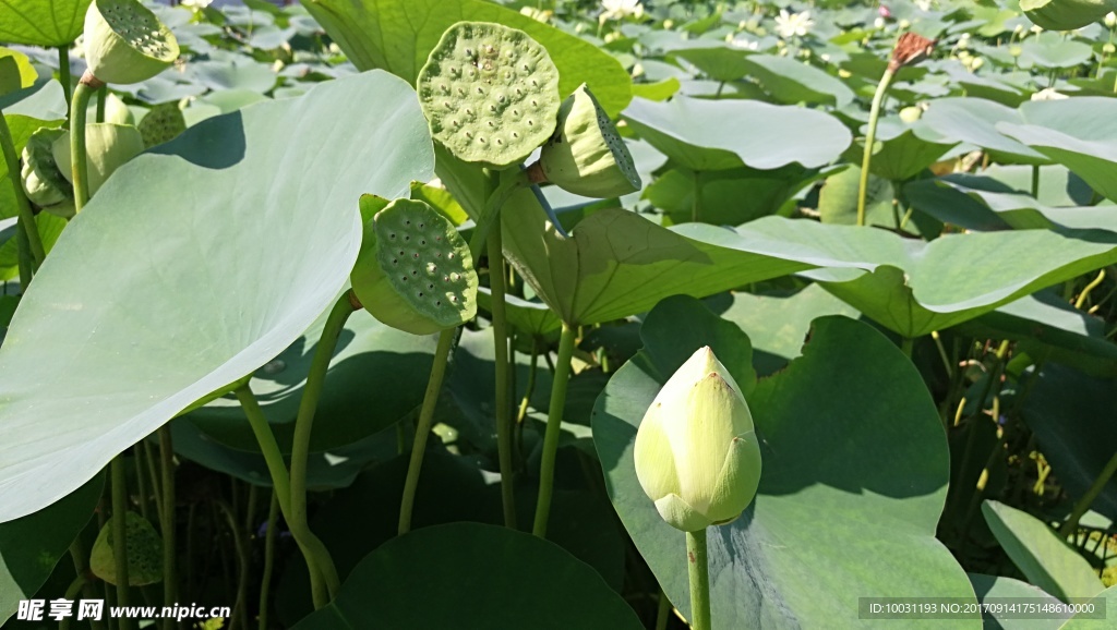 荷花
