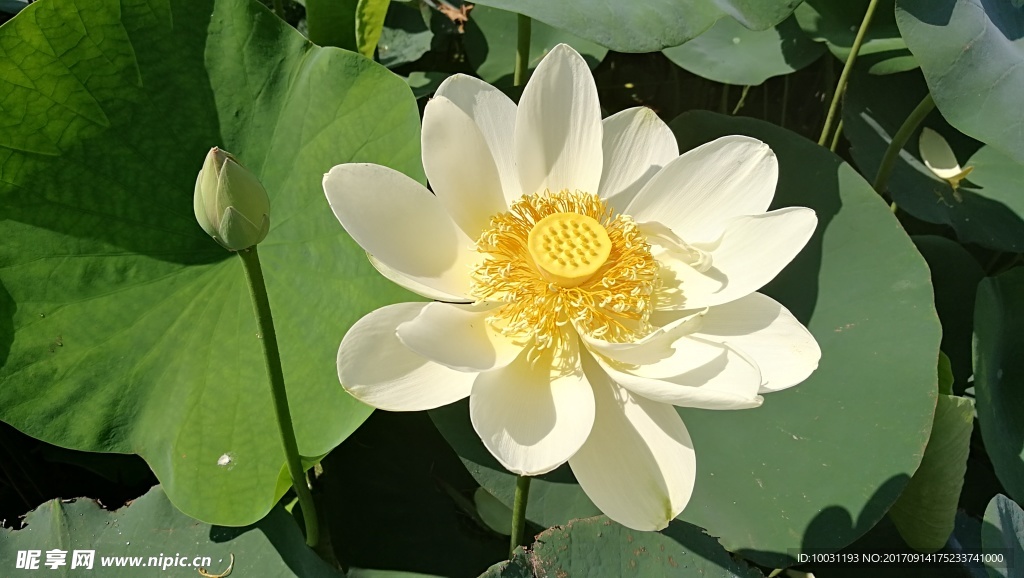 荷花