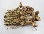 茶树菇