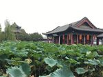 大明湖荷叶