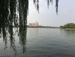 大明湖垂柳