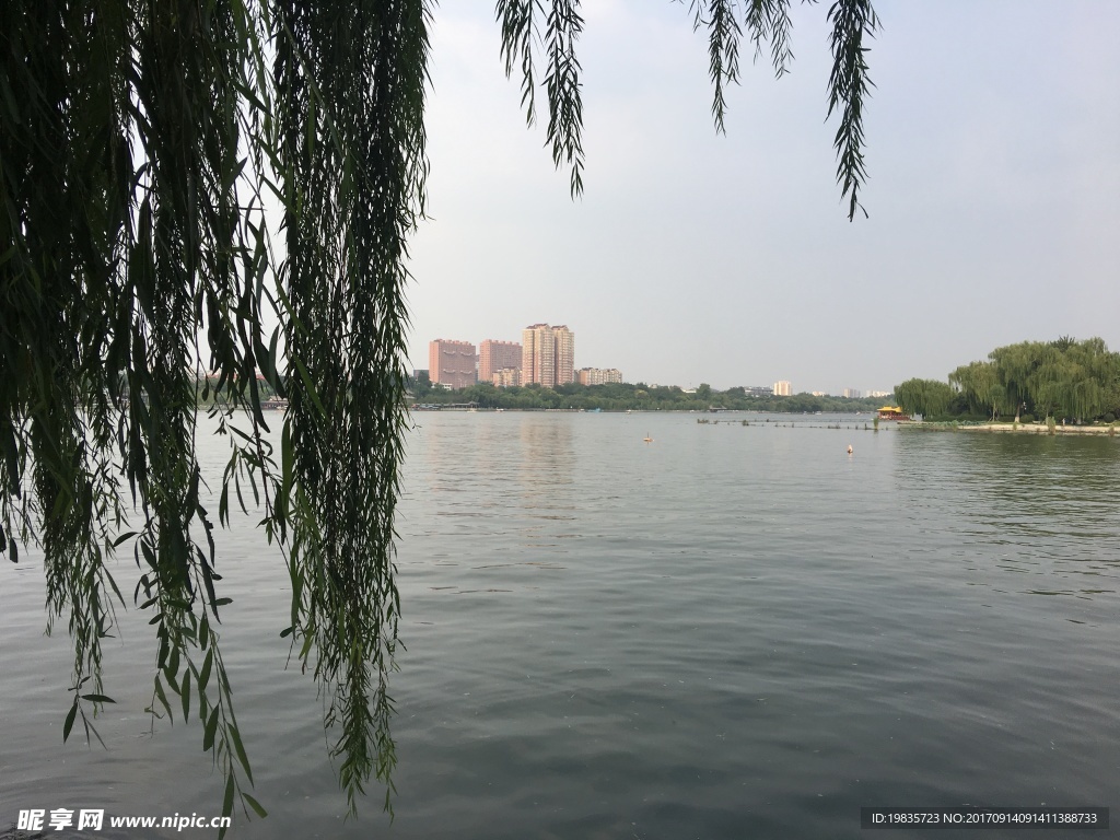 大明湖垂柳