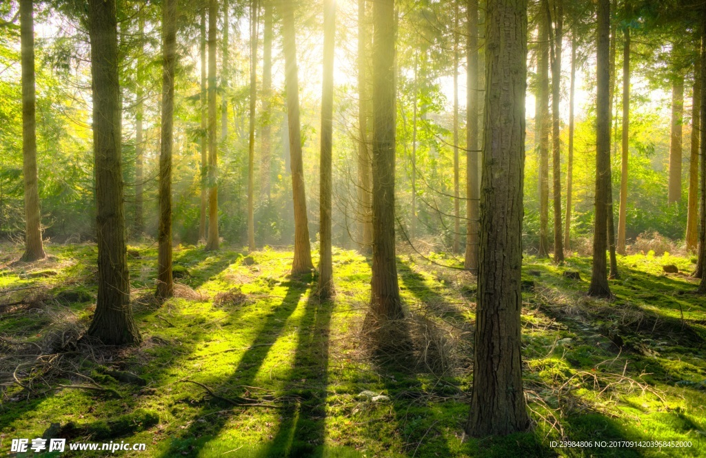 森林 阳光 树林