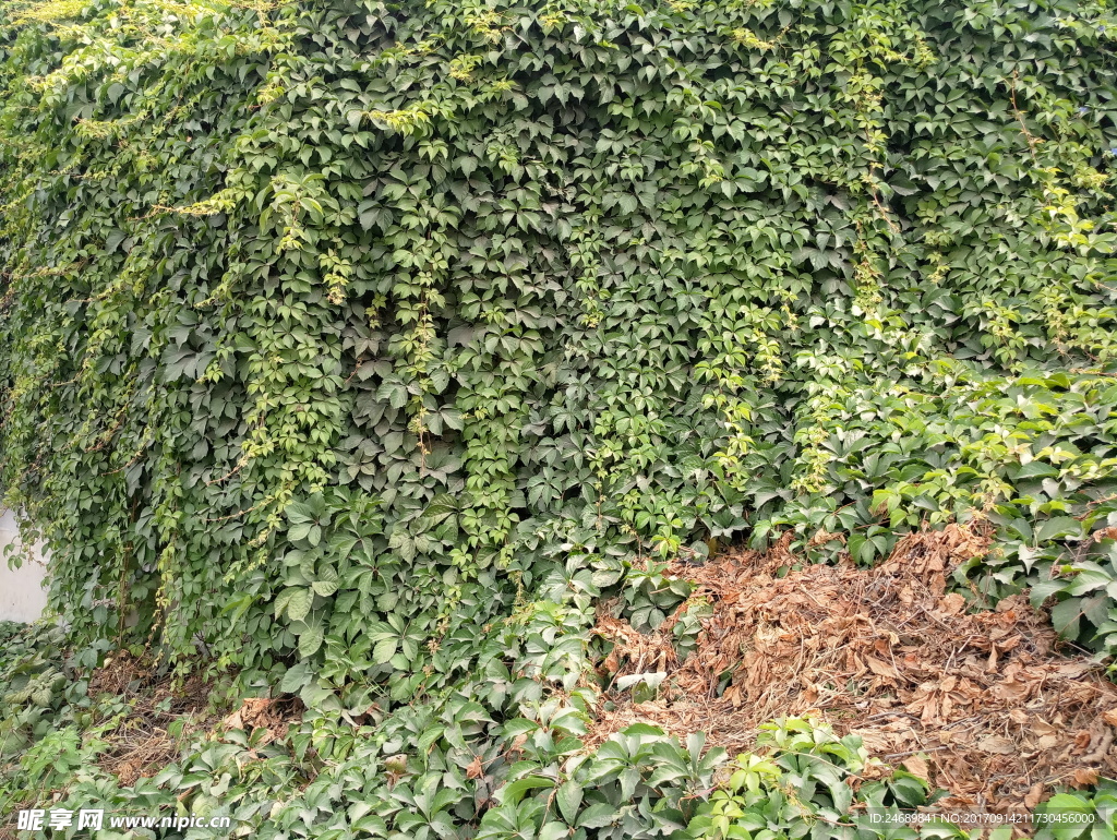 绿色藤蔓