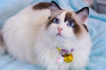 猫咪高清桌面