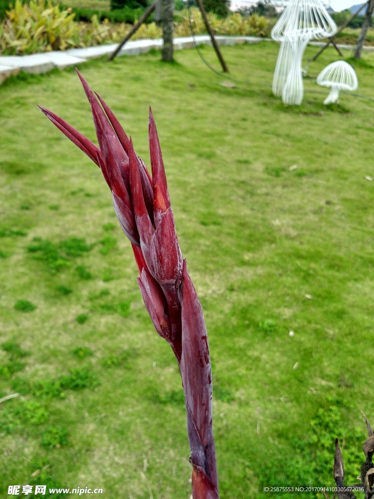 花