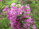 紫花槐
