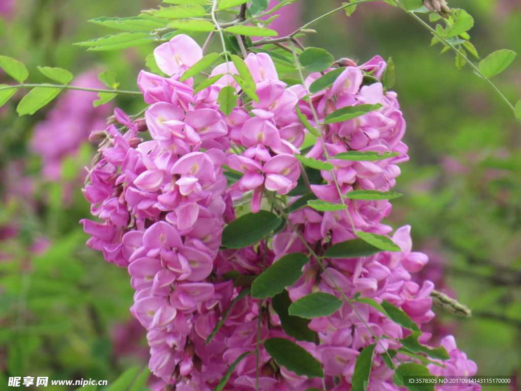 紫花槐