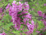 紫花槐