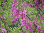 紫花槐
