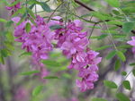 紫花槐