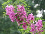 紫花槐
