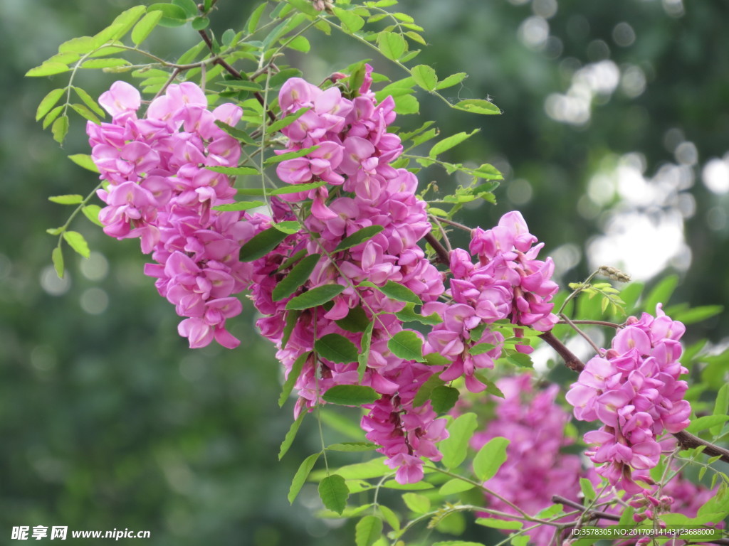 紫花槐