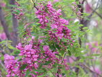 紫花槐