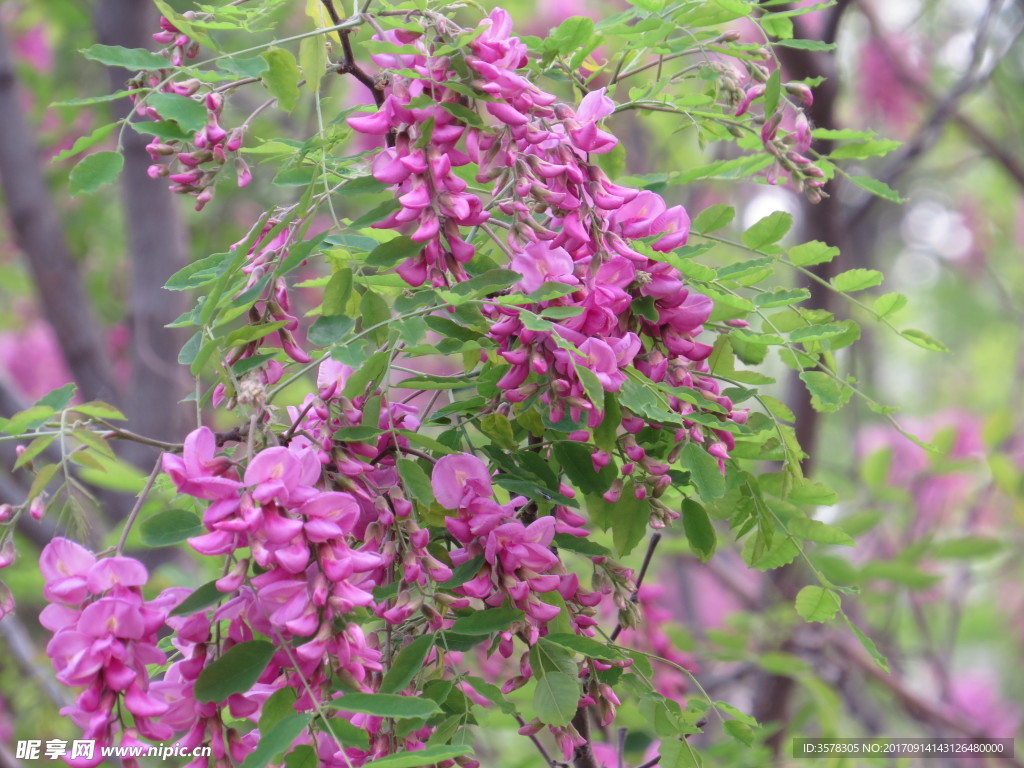 紫花槐