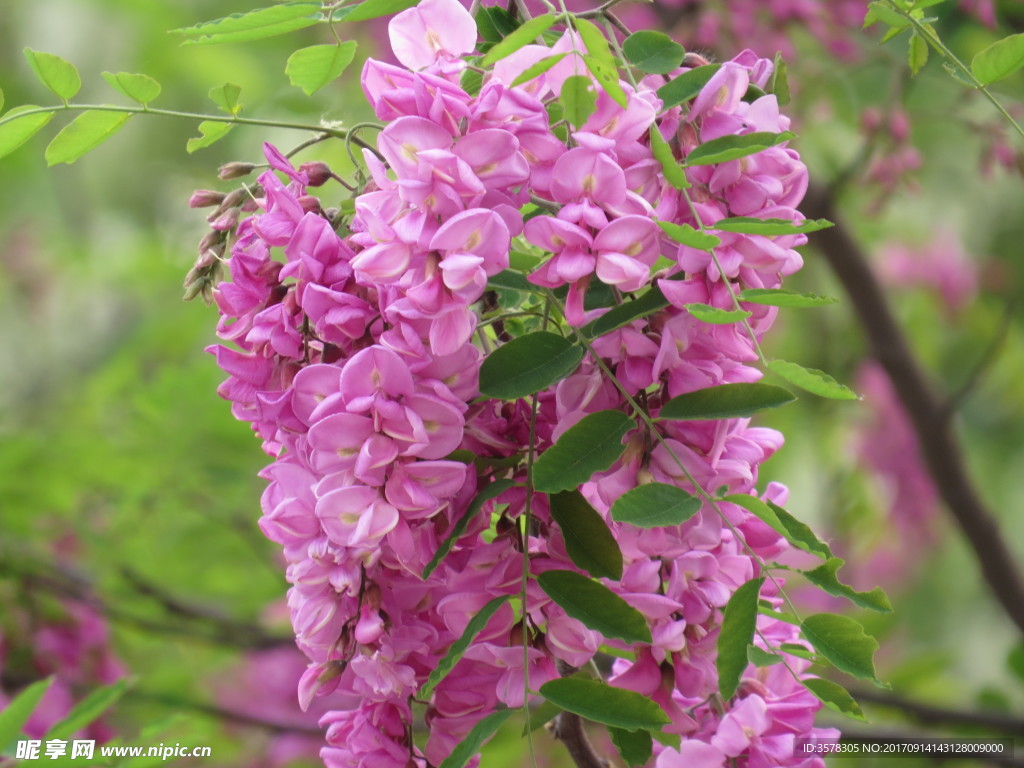 紫花槐