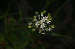 韭菜花