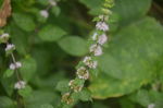 野薄荷