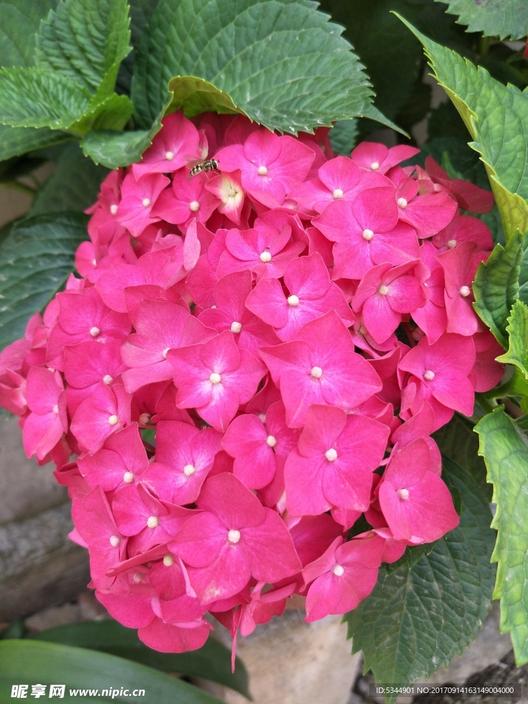 绣球花