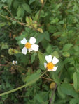 鲜花