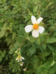 鲜花