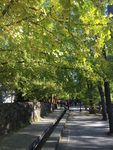 腾冲江东银杏村