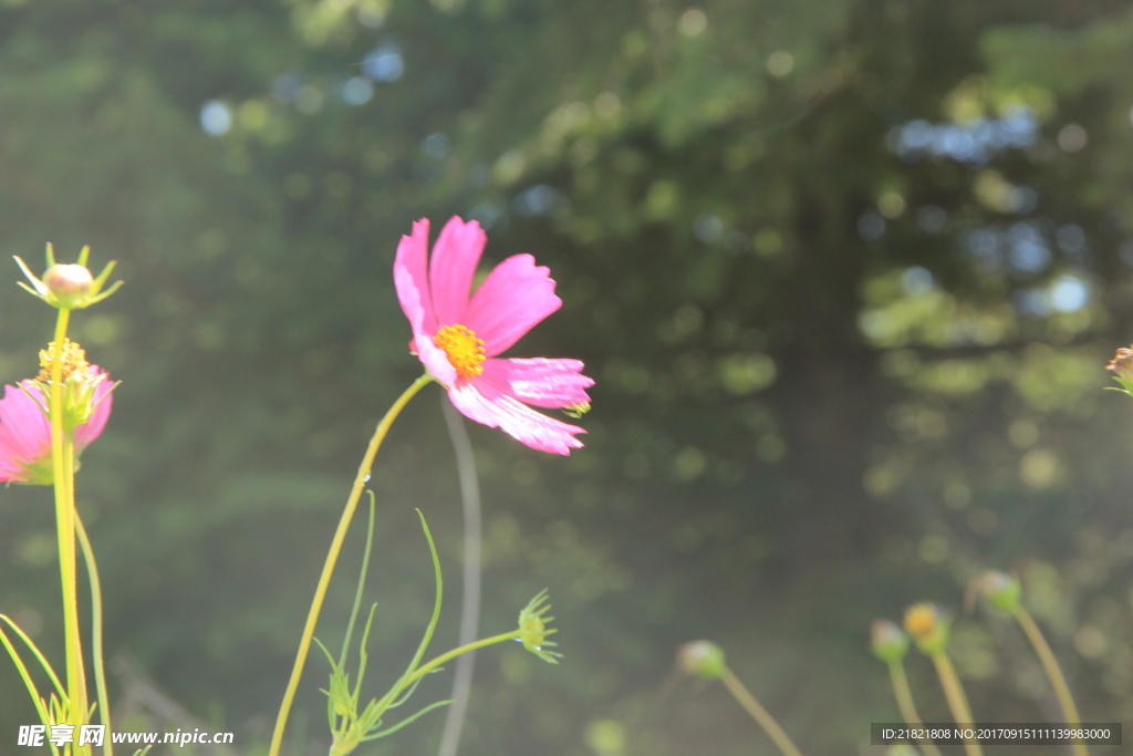 花