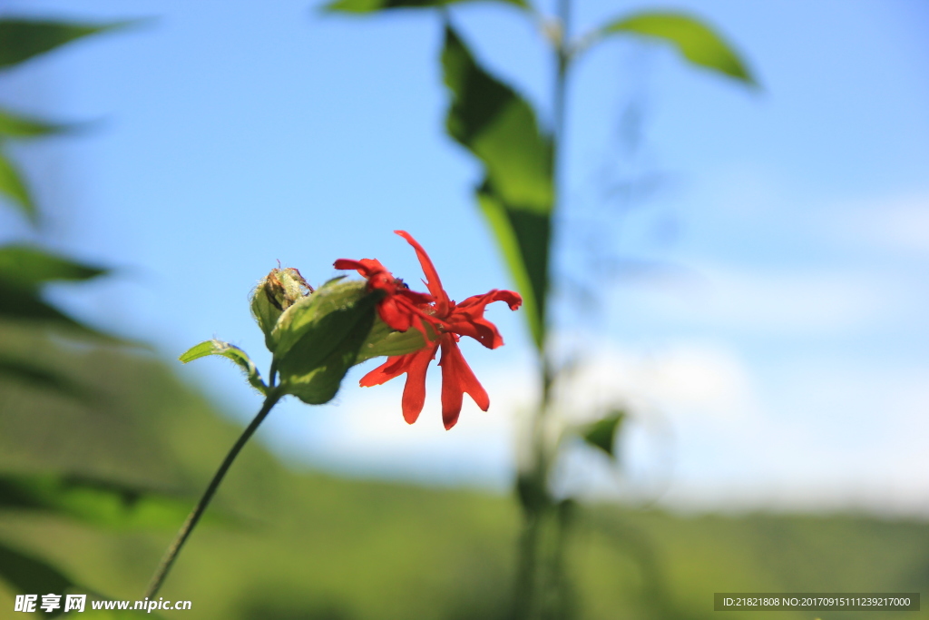 花